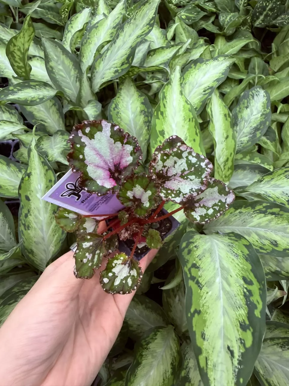 plant/Harmonys Apple Dapple Begonia Starter Plant Growers Choice-1