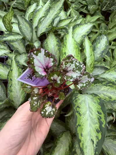 plant/Harmonys Apple Dapple Begonia Starter Plant Growers Choice-1-thumbnail