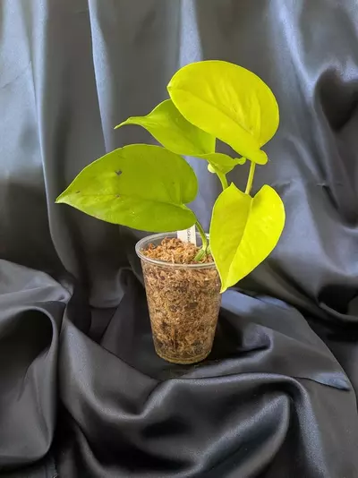 plant/Epipremnum Teruno Wakakusa-0-thumbnail