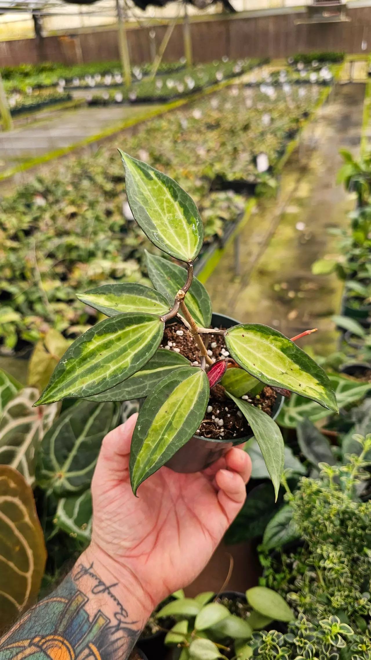 plant/Hoya Macrophylla Inner Variegated 4in-0