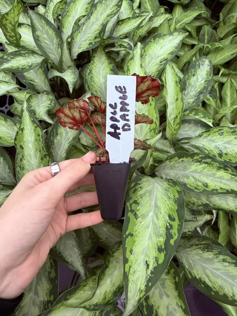 plant/Harmonys Apple Dapple Begonia Starter Plant Growers Choice-5