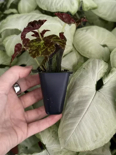 plant/Phoe’s Butterscotch Begonia Starter Plant Growers Choice-3-thumbnail