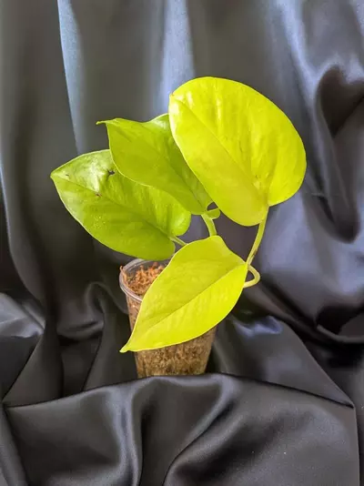 plant/Epipremnum Teruno Wakakusa-1-thumbnail