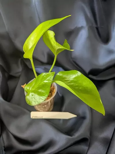 plant/Epipremnum Teruno Midnight-2-thumbnail