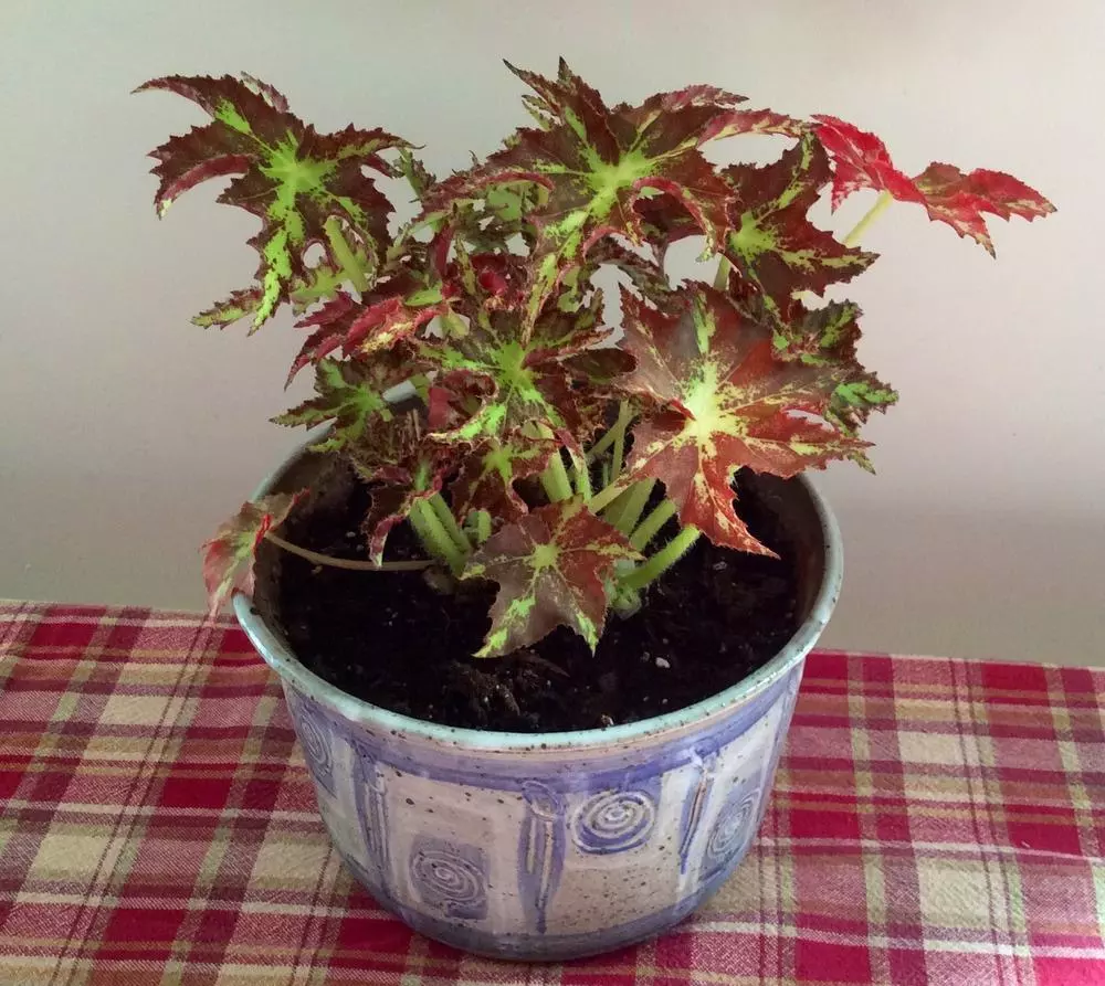 plant/Phoe’s Butterscotch Begonia Starter Plant Growers Choice-0