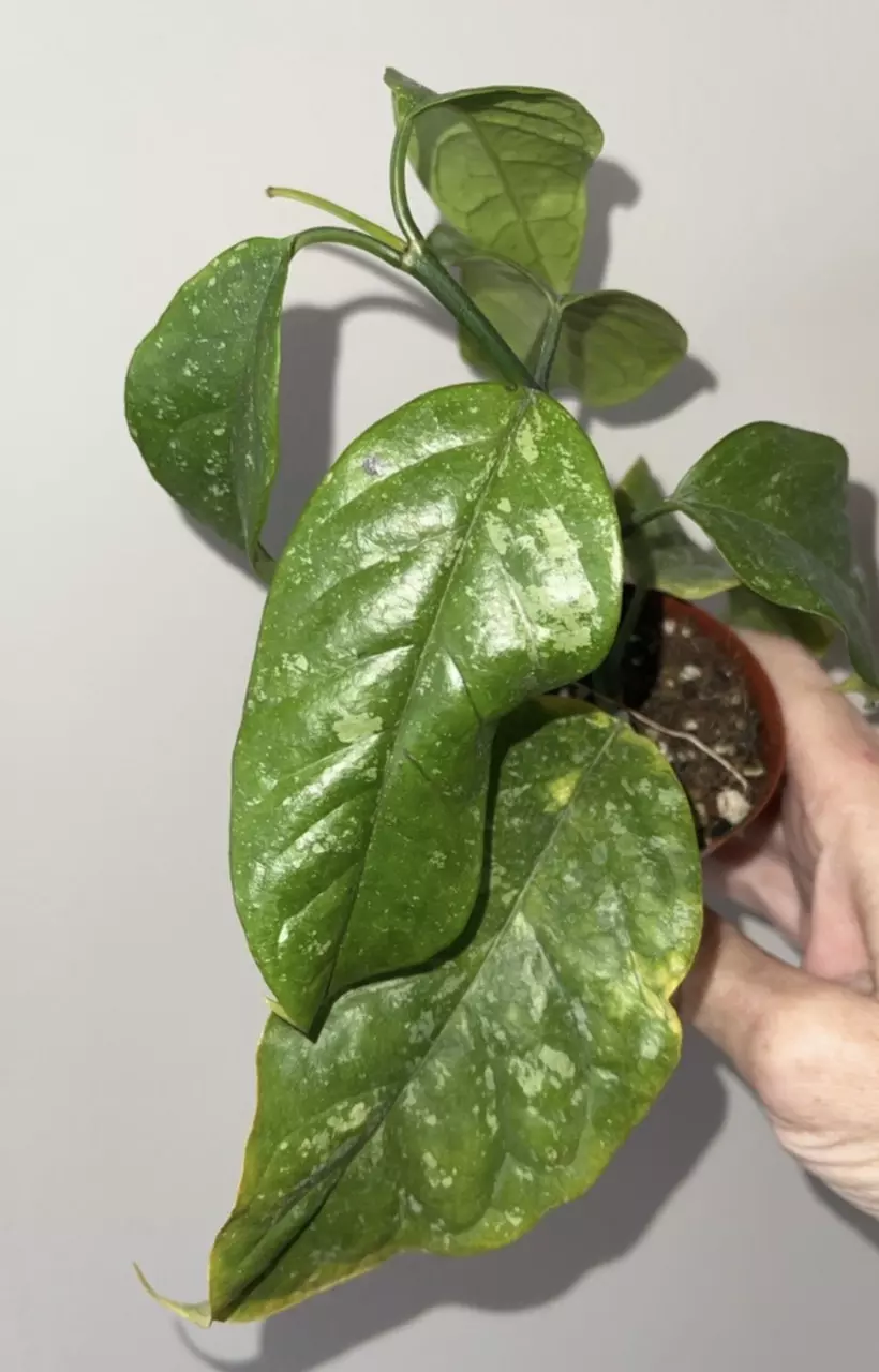 plant/praetorii for salty-0