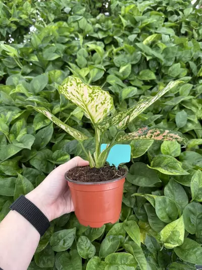 plant/Aglaonema Rubi Garuda 4” Pot Growers Choice-3-thumbnail