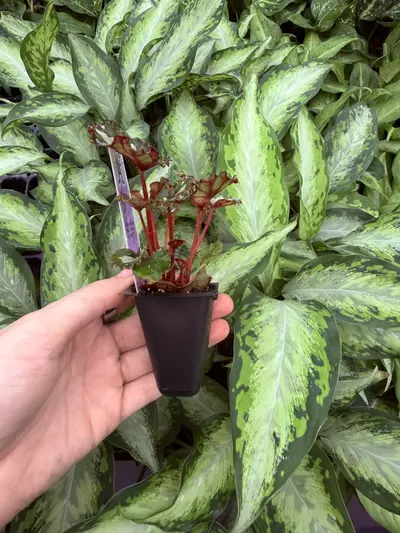 plant/Harmonys Apple Dapple Begonia Starter Plant Growers Choice-4-thumbnail