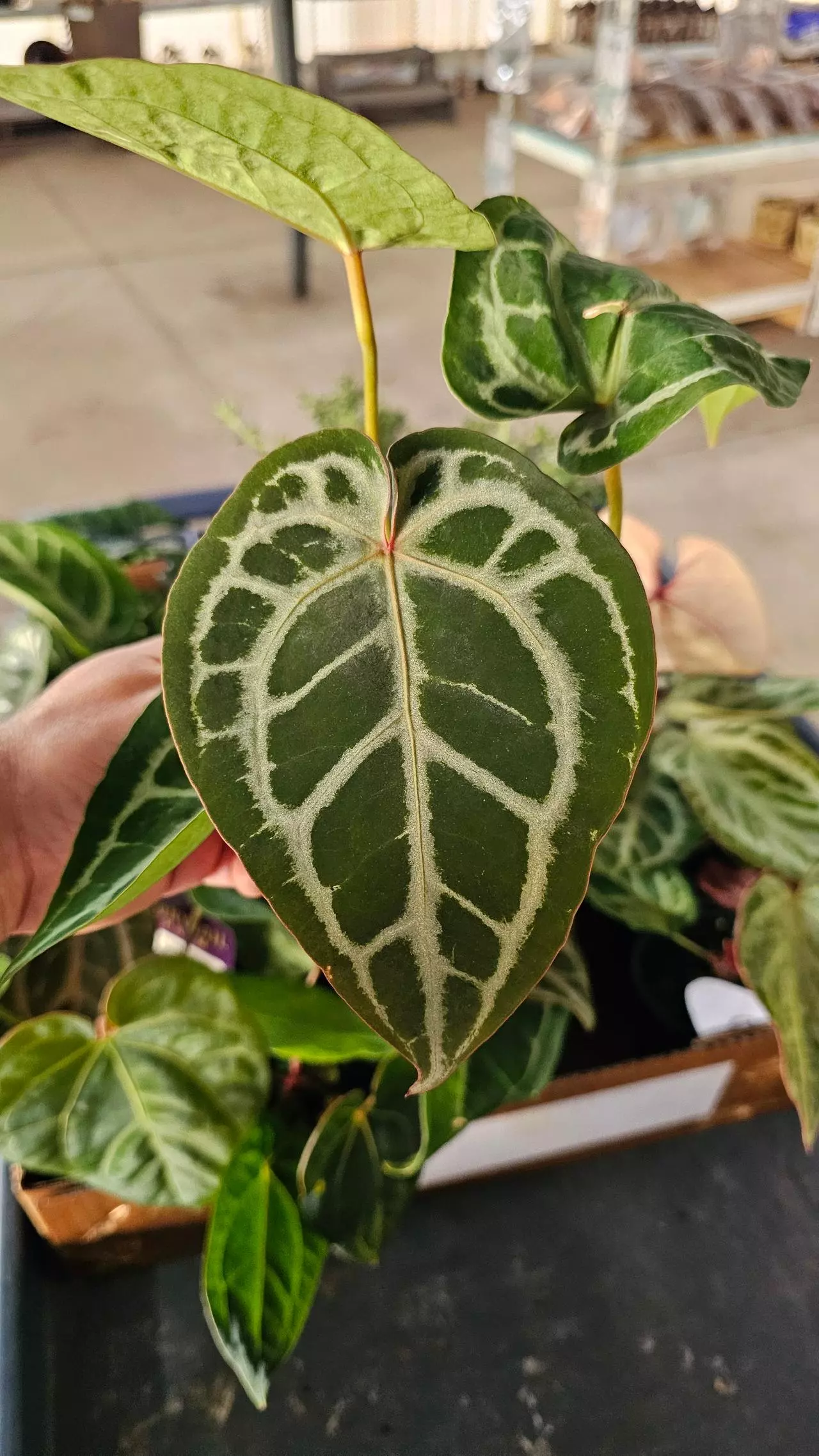 plant/Anthurium Michelle X SKG Silver 4in-0