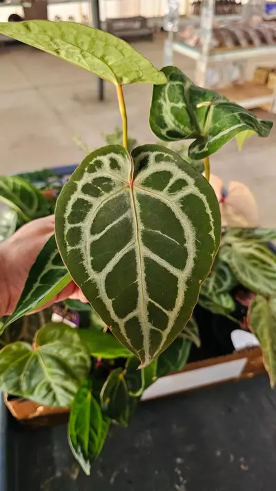 plant/Anthurium Michelle X SKG Silver 4in-0-thumbnail