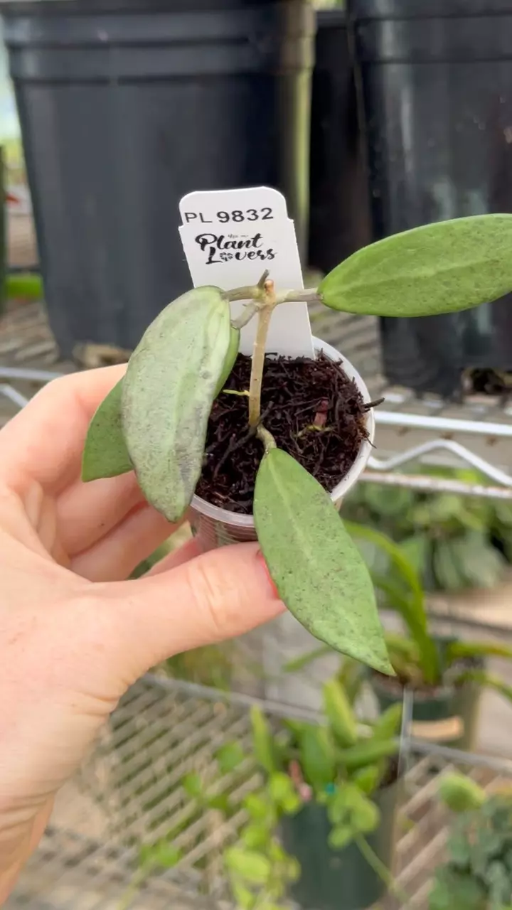 plant/PL9832: Silver Lady-0