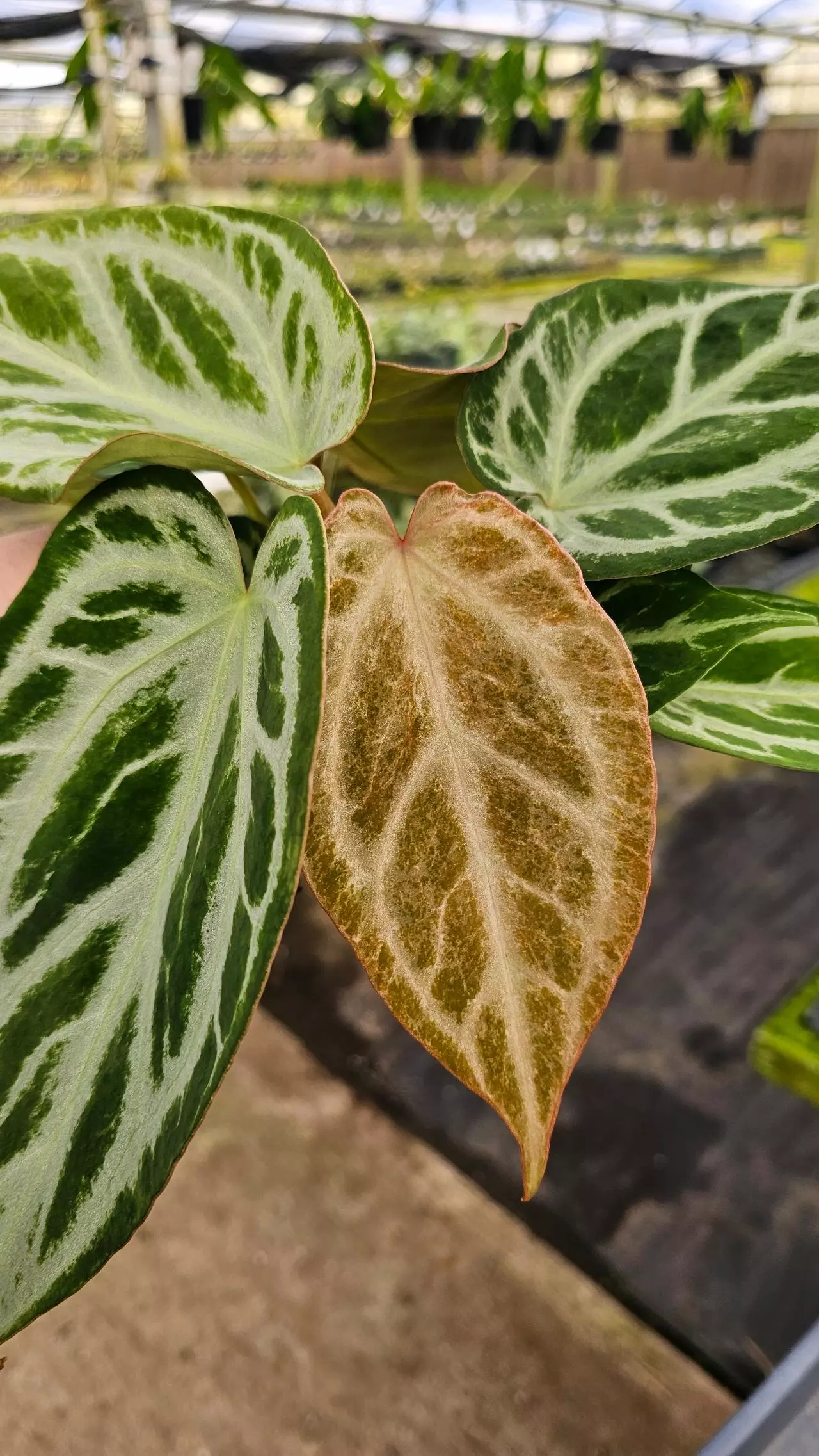 plant/Anthurium Silver Blush Mint 4in-0