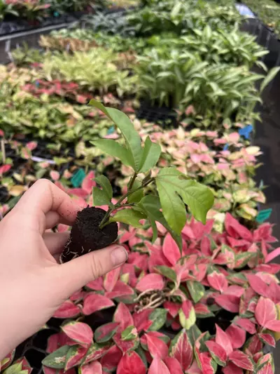 plant/Passiflora Panama Red starter plant Growers Choice-3-thumbnail