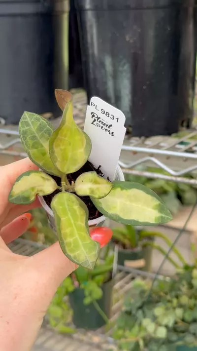plant/PL9731: Variegated Elliptica-0-thumbnail