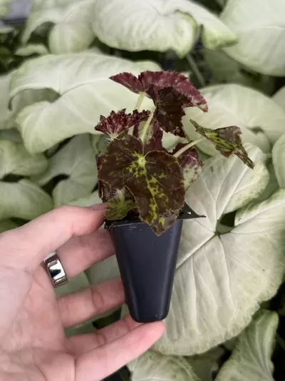 plant/Phoe’s Butterscotch Begonia Starter Plant Growers Choice-2-thumbnail