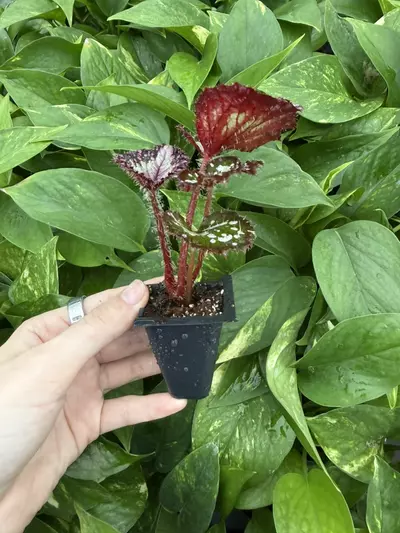 plant/Harmonys Paparazzi Begonia Starter Plant Growers Choice-2-thumbnail