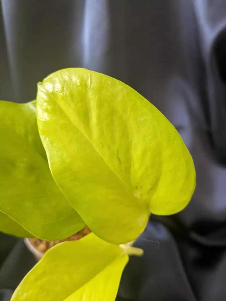 plant/Epipremnum Teruno Wakakusa-2