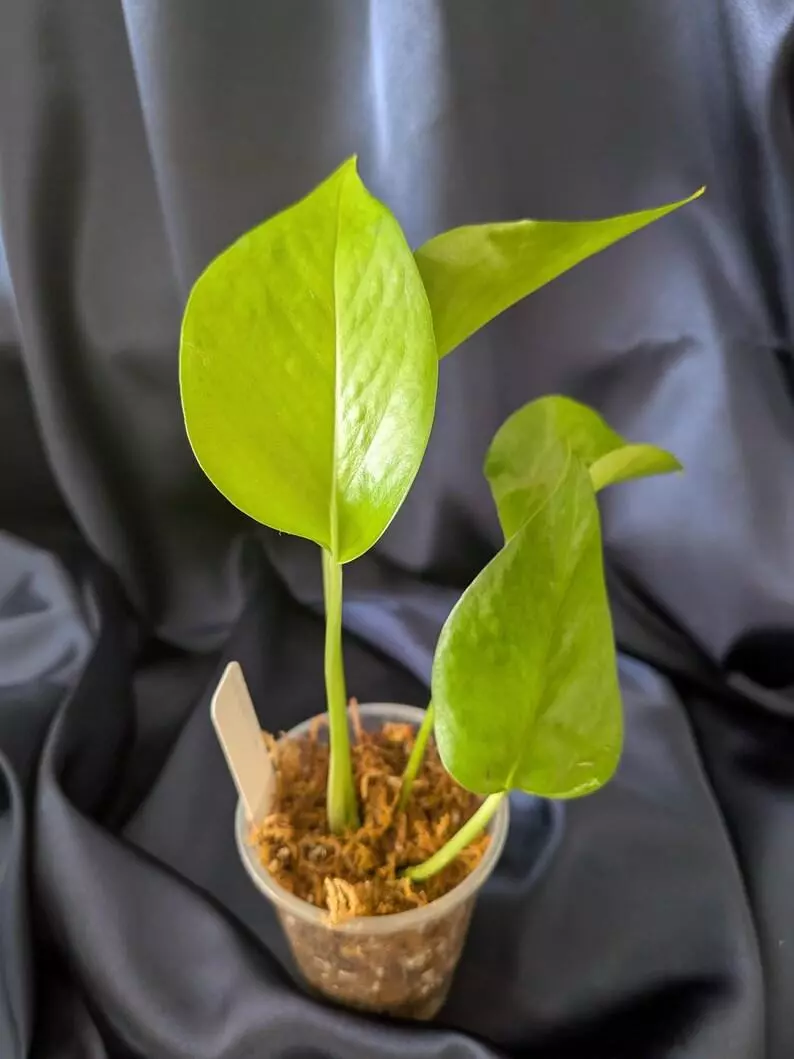 plant/Epipremnum Teruno Midnight-1