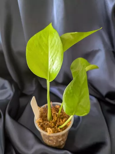 plant/Epipremnum Teruno Midnight-1-thumbnail