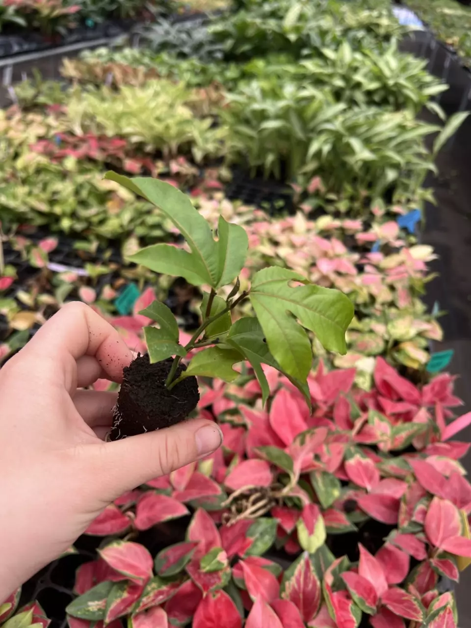 plant/Passiflora Panama Red starter plant Growers Choice-1