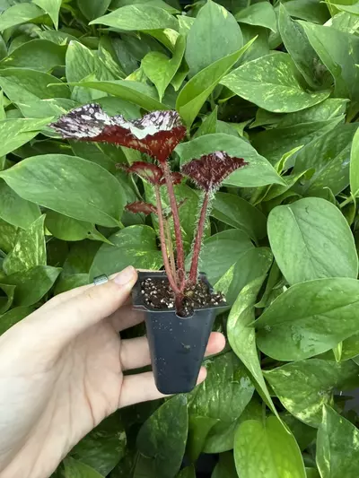 plant/Harmonys Paparazzi Begonia Starter Plant Growers Choice-4-thumbnail