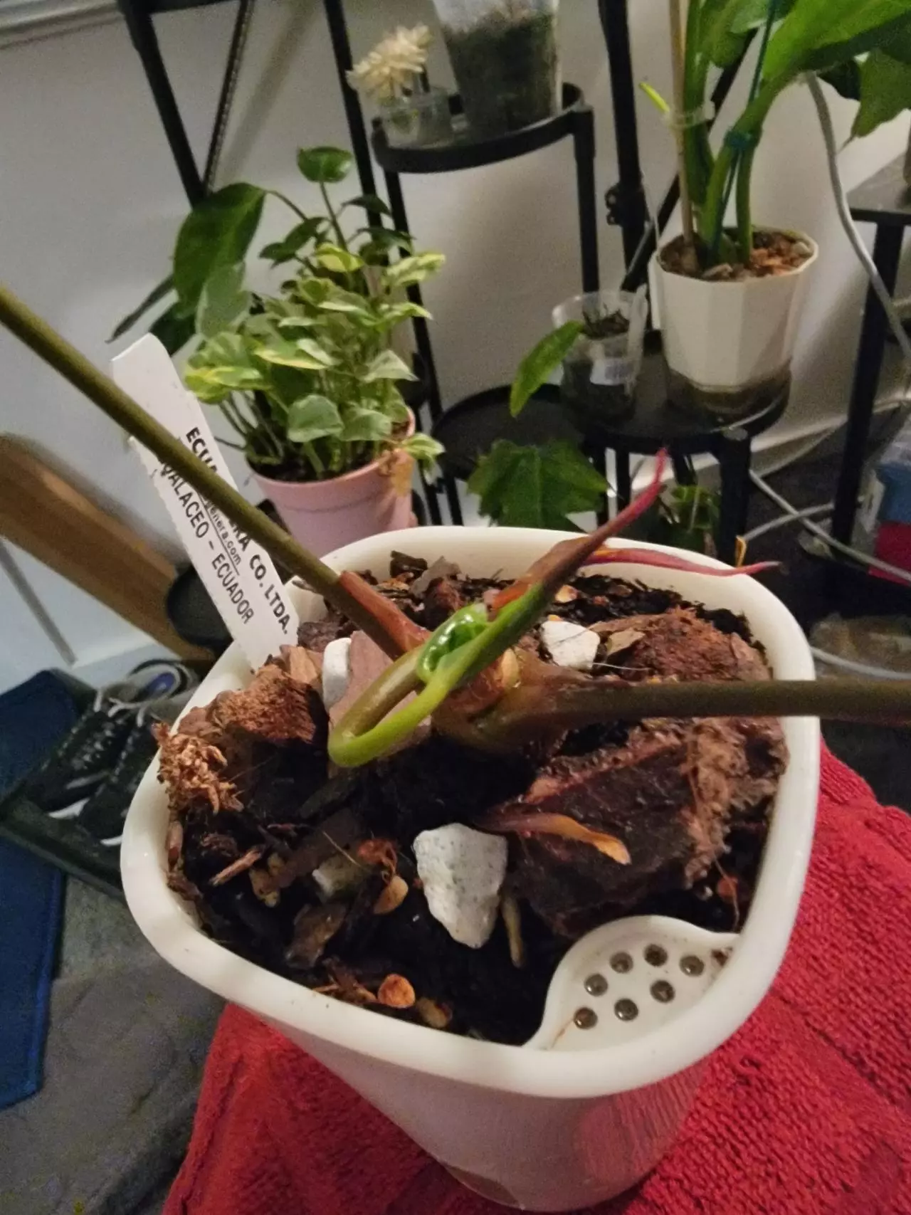 plant/Anthurium Nigrolaminum X Papillilaminum-1