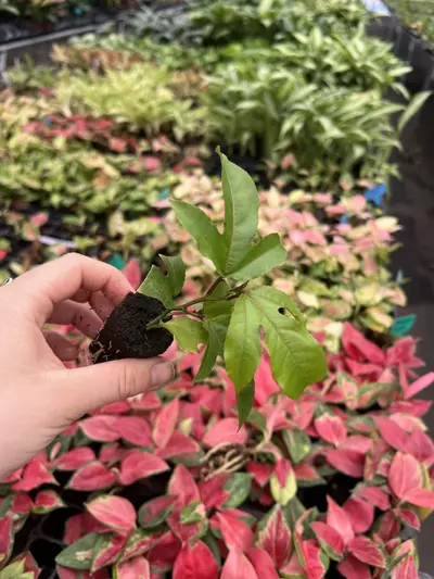 plant/Passiflora Panama Red starter plant Growers Choice-2-thumbnail