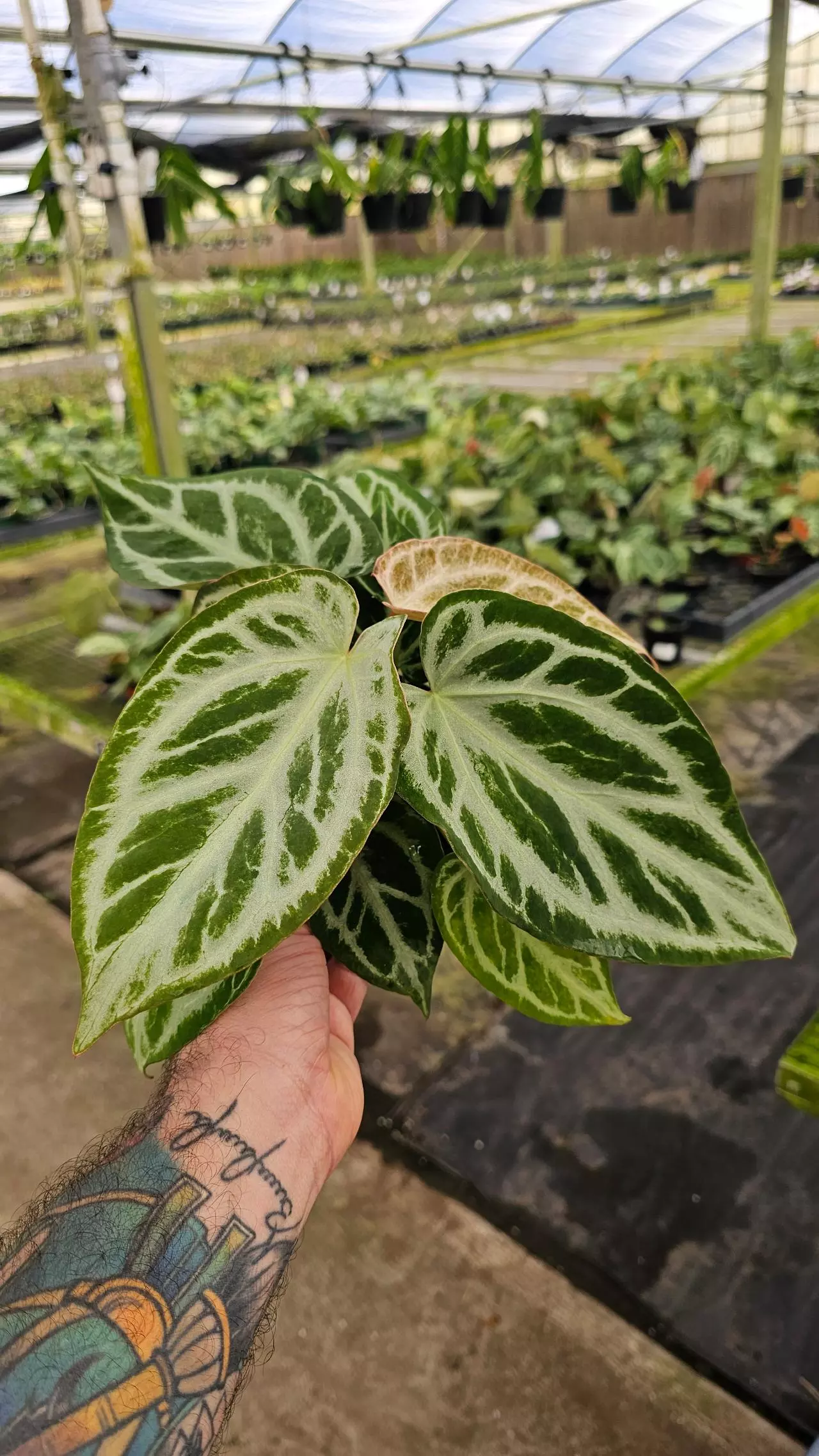 plant/Anthurium Silver Blush Mint 4in-1