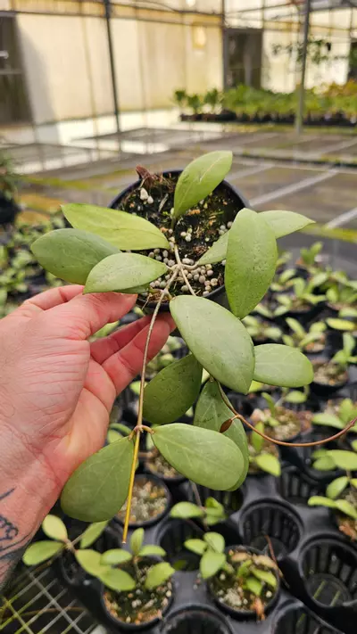 plant/Hoya Erythostemma Silver 4in-0-thumbnail