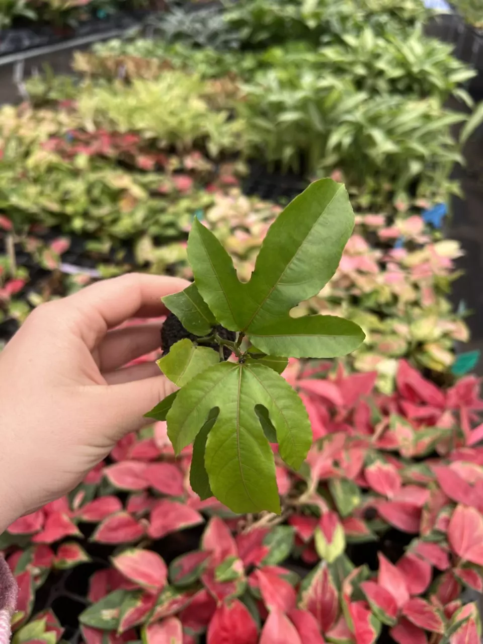 plant/Passiflora Panama Red starter plant Growers Choice-0