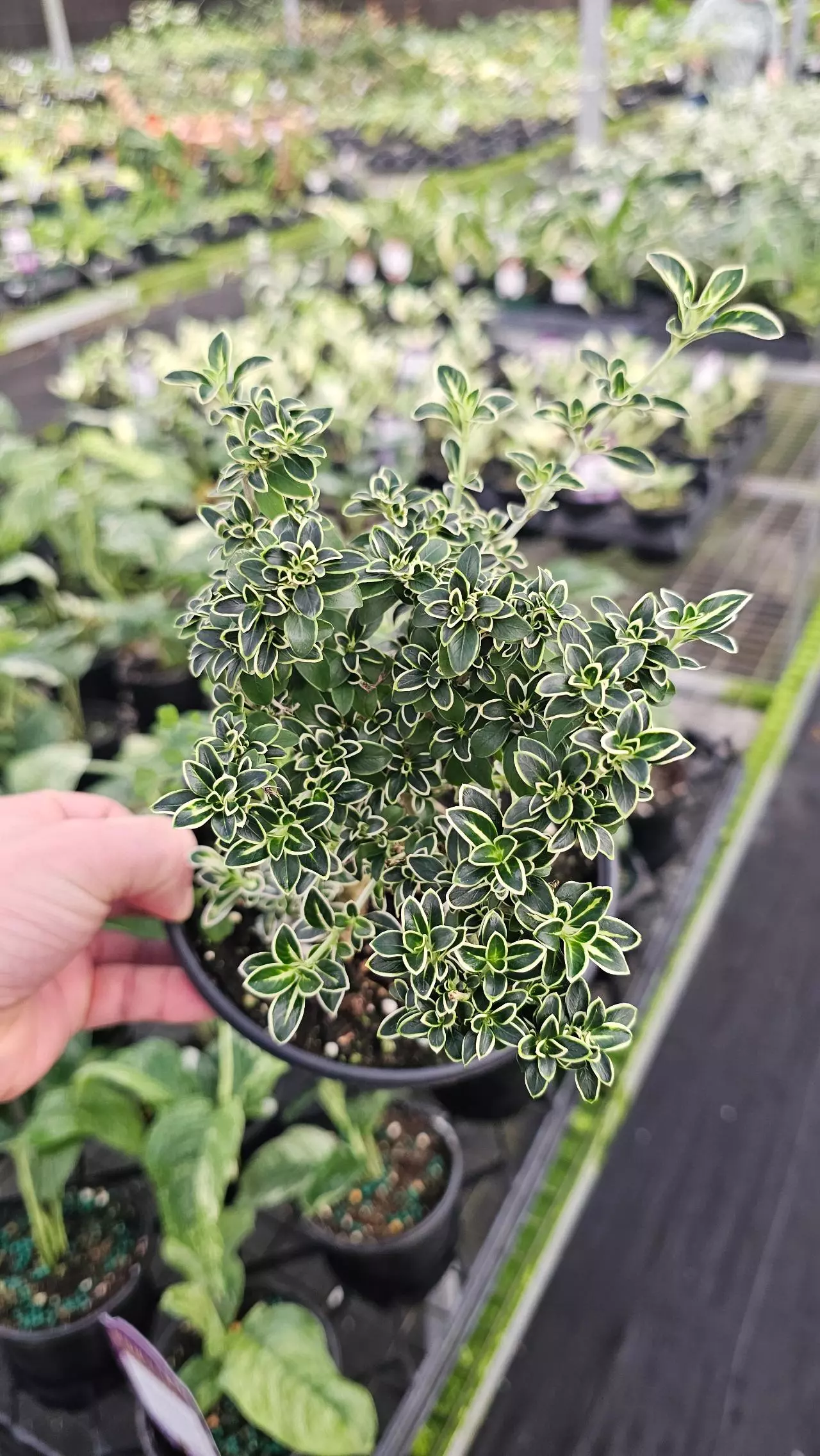 plant/Snow Rose Bonsai 6in-0