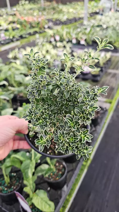 plant/Snow Rose Bonsai 6in-0-thumbnail