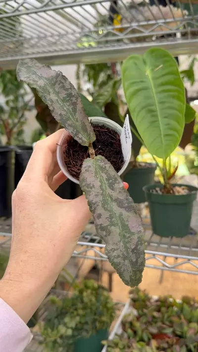 plant/PL1243: Silver Undulata-0-thumbnail