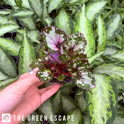 plant/Harmonys Apple Dapple Begonia Starter Plant Growers Choice-0-thumbnail