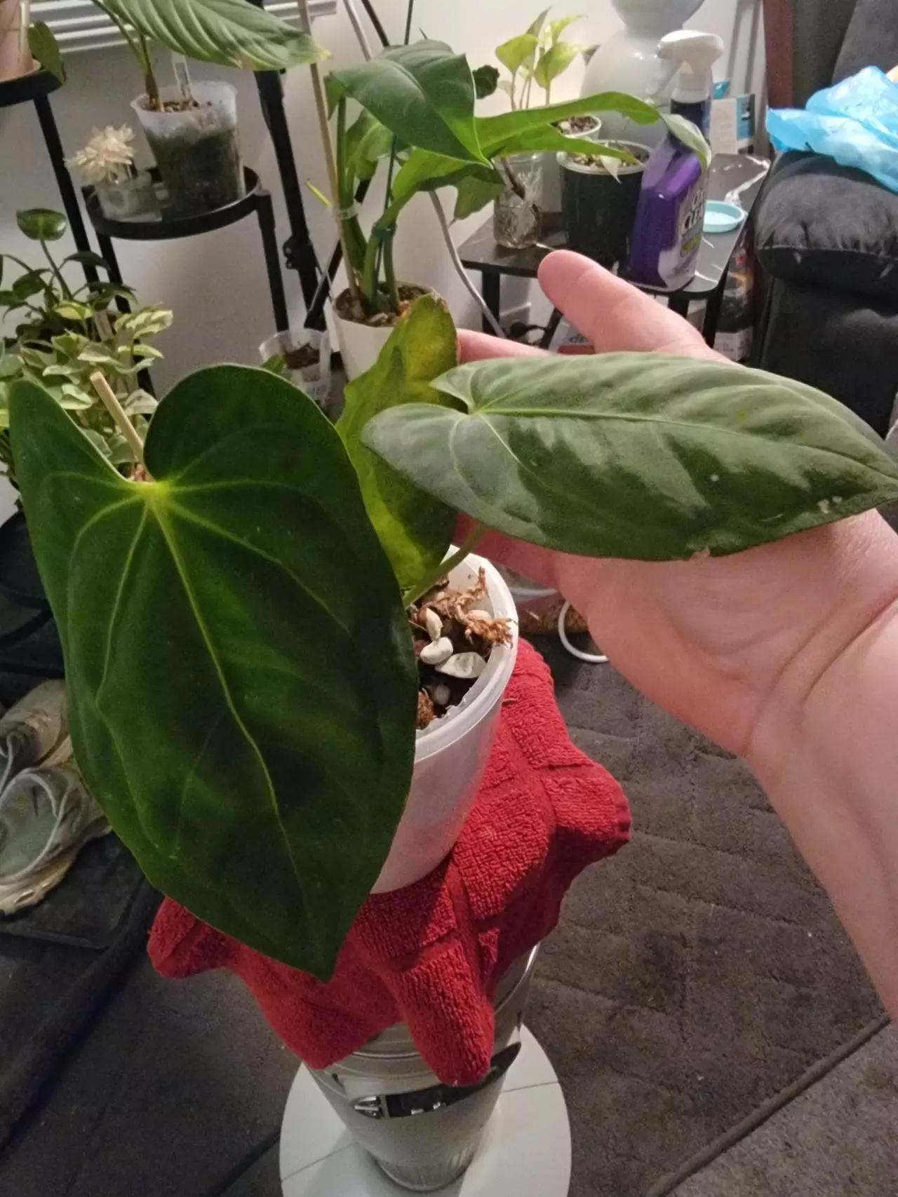 plant/💥Anthurium Nebula Silky 65 (Villenaorum x Papillilaminum)
Comes in planter-0