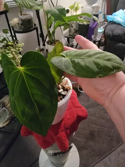 plant/💥Anthurium Nebula Silky 65 (Villenaorum x Papillilaminum)
Comes in planter-0-thumbnail