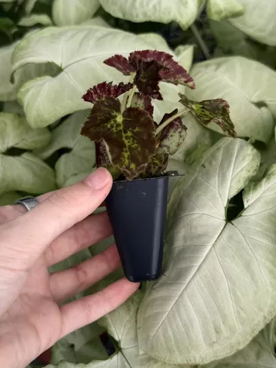 plant/Phoe’s Butterscotch Begonia Starter Plant Growers Choice-5-thumbnail