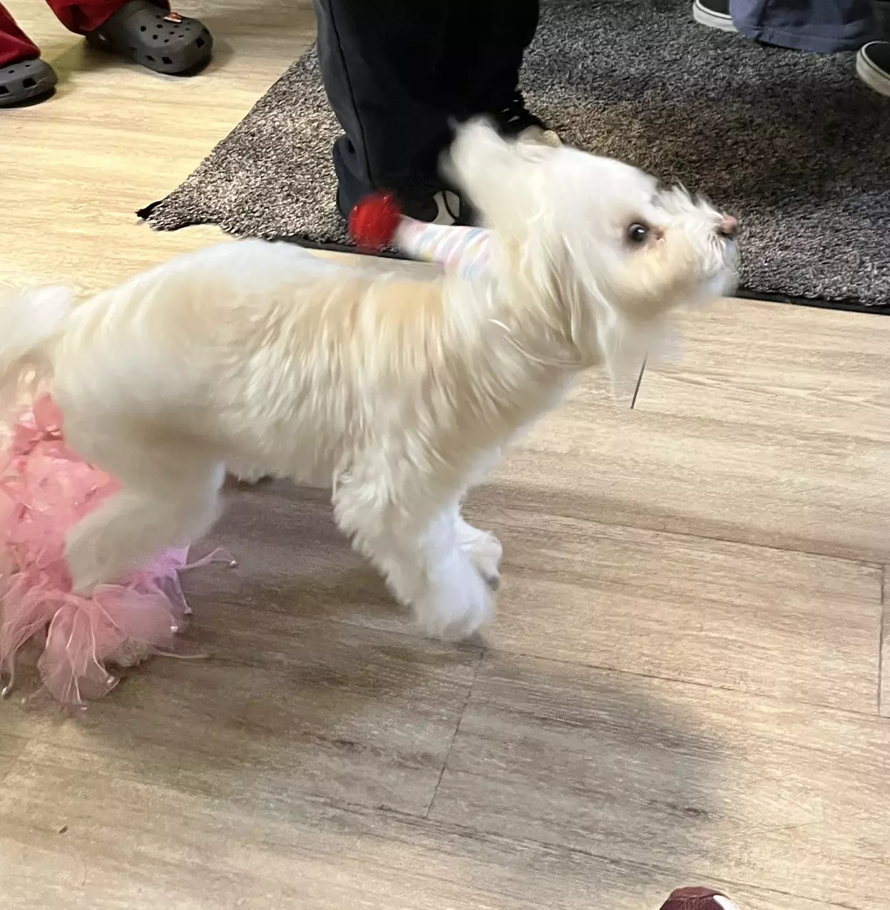 plant/UPS Next Day Air-0