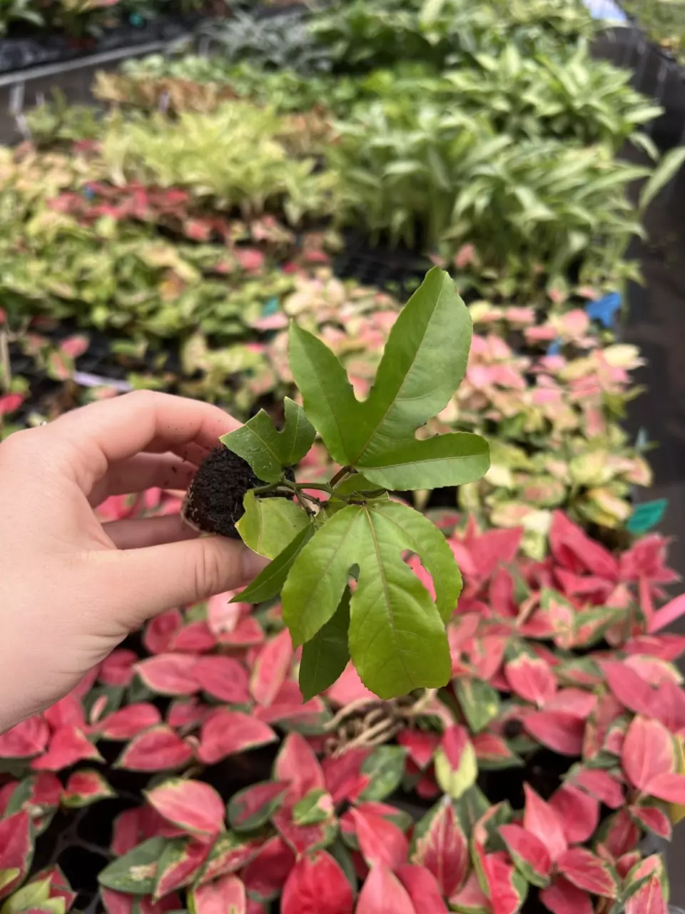 plant/Passiflora Panama Red starter plant Growers Choice-6