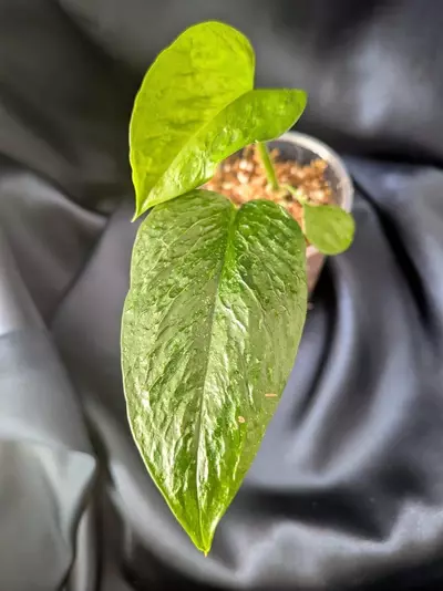 plant/Teruno Linda Pothos-1-thumbnail