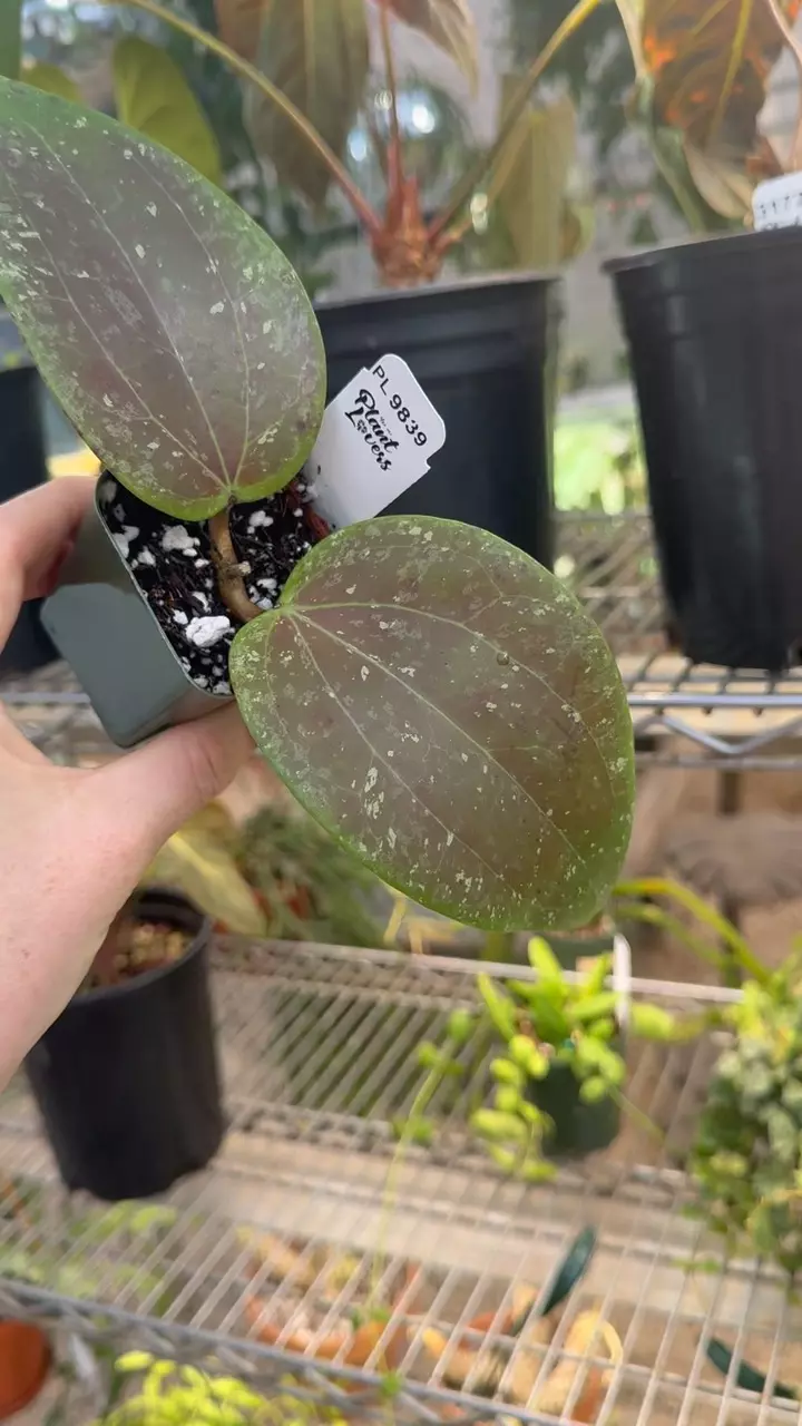 plant/PL9839: 2 inch Glabra Silver Revert Sunstress-0