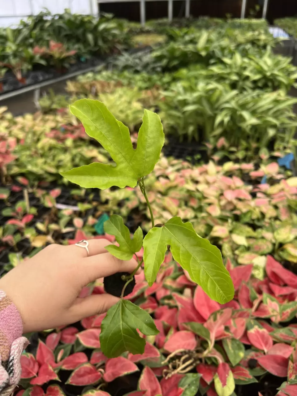 plant/Passiflora Bounty starter plant Growers Choice-0