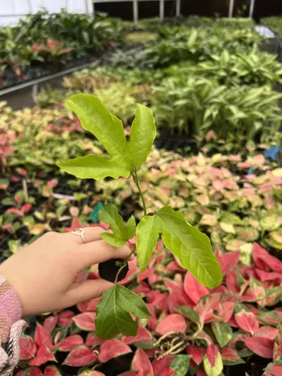 plant/Passiflora Bounty starter plant Growers Choice-0-thumbnail