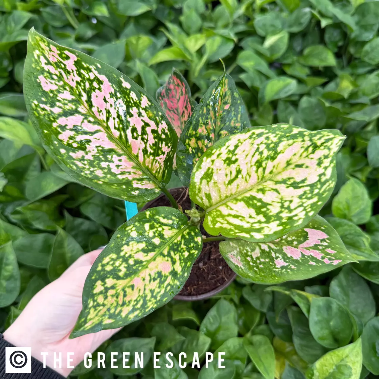 plant/Aglaonema Rubi Garuda 4” Pot Growers Choice-0