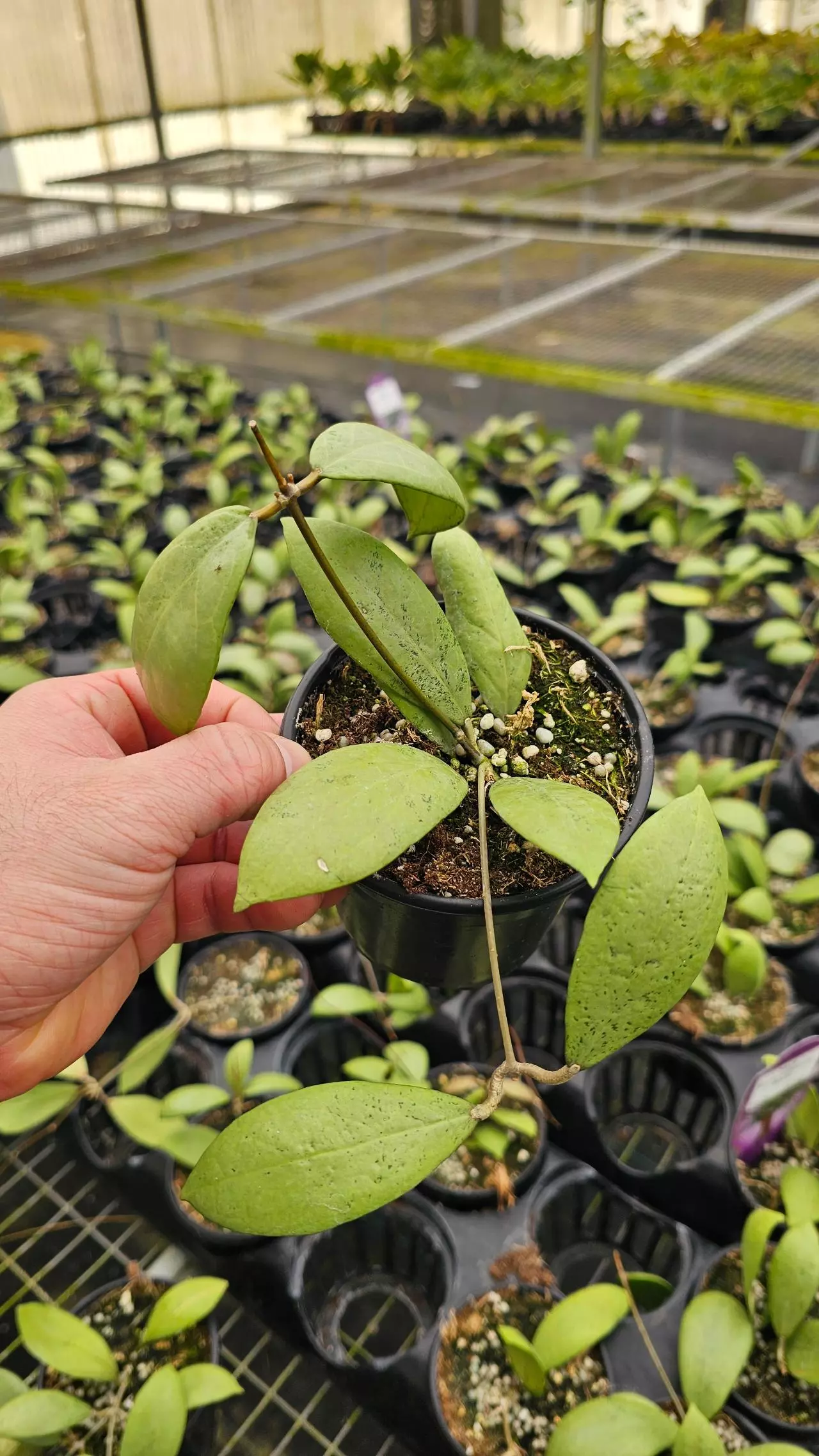 plant/Hoya Erythostemma Silver 4in-1