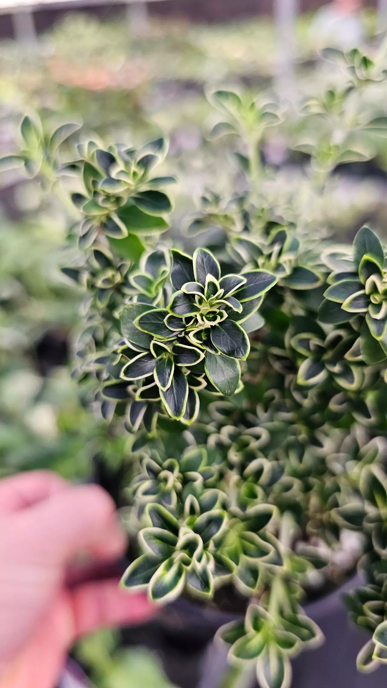 plant/Snow Rose Bonsai 6in-1