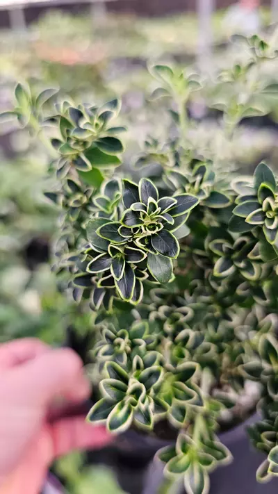 plant/Snow Rose Bonsai 6in-1-thumbnail