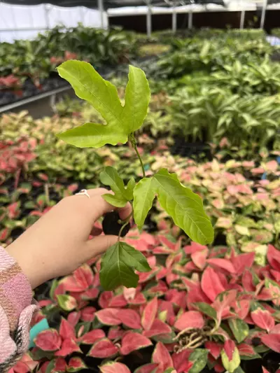 plant/Passiflora Bounty starter plant Growers Choice-6-thumbnail