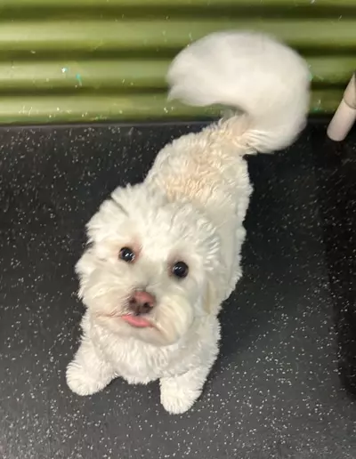 plant/UPS 2 Day Air-0-thumbnail