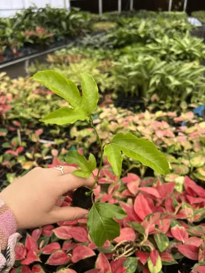 plant/Passiflora Bounty starter plant Growers Choice-1-thumbnail